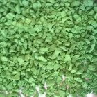 green00005